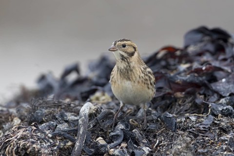 Lapland Longspur (Calcarius lapponicus) foraging at a beach, Schleswig-Holstein, Germany