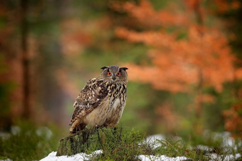 Eurasian Eagle Owl, Bubo Bubo, sitting on the tree branch, wildlife photo in the forest with orange