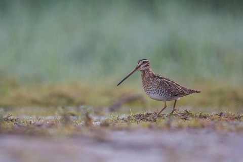 Common Snipe (Gallinago gallinago) foraging, North Rhine-Westphalia, Germany