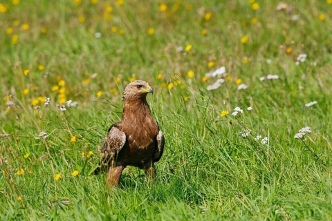 Lesser Spotted Eagle (Clanga pomarina), Mecklenburg-Western Pomerania, Germany
