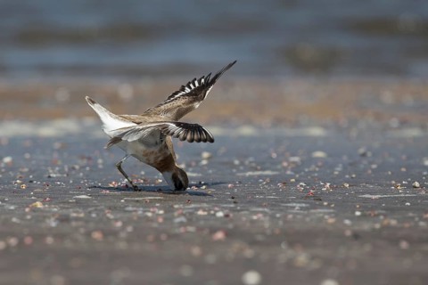 Greater Sand Plover (Charadrius leschenaultii) foraging on beach, Ras al-Sawadi, Oman