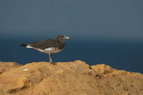 Sooty Gull (Ichthyaetus hemprichii), Ras Janjari, Oman