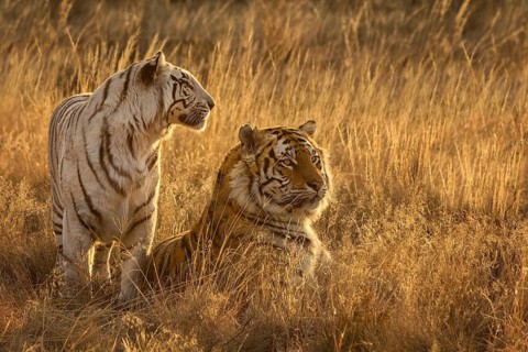 Bengal Tiger (Panthera tigris) white morph female together with normal color male, captive,