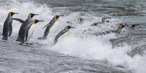 King Penguin (Aptenodytes patagonicus) group going to sea, South Georgia
