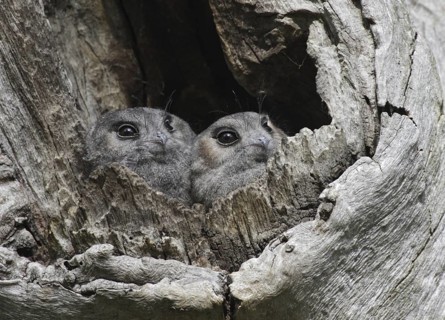 Australian Owlet-nightjar (Aegotheles cristatus), Australian Capital Territory, Australia