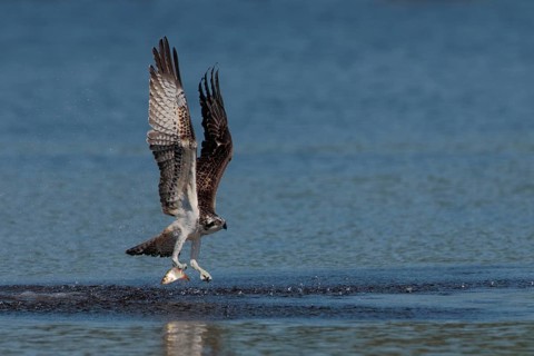 Fischadler, lat. Pandion haliaetus, startet von der Wasseroberfläche mit gefangenem Fisch