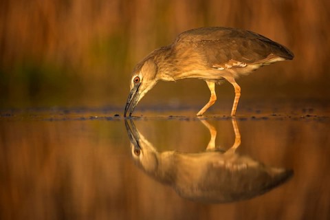 Black-crowned Night Heron (Nycticorax nycticorax) juvenile, Hungary