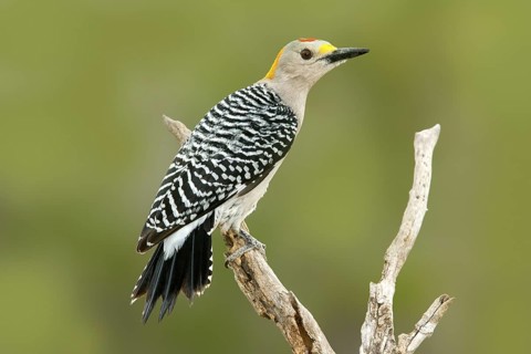 Golden fronted Woodpecker Melanerpes aurifrons Rio Grande City, Starr County, Texas, United States