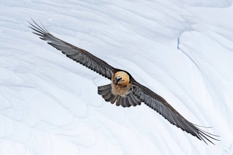 Bearded Vulture (Gypaetus barbatus) flying, Valais, Switzerland