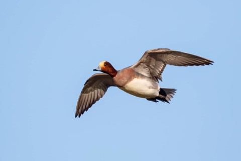 Eurasian Wigeon (Mareca penelope) male flying, Netherlands