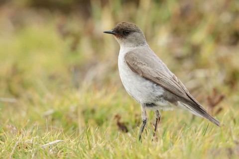 Dark-faced Ground-Tyrant (Muscisaxicola macloviana) perched on the ground in the Falkland Islands