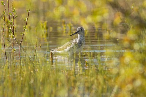 Common greenshank (Tringa nebularia), walking on marsh, Galicia, Spain