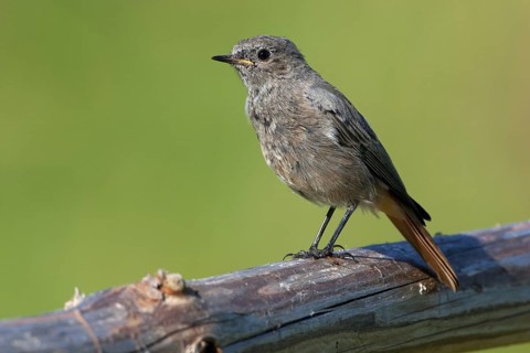 Black Redstart (Phoenicurus ochruros) female, Mecklenburg-Western Pomerania, Germany