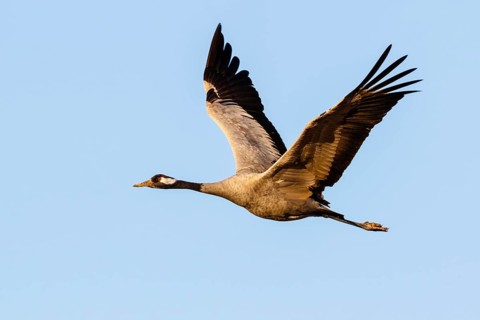 Common Crane (Grus grus) flying, Gallocanta Lake, Spain