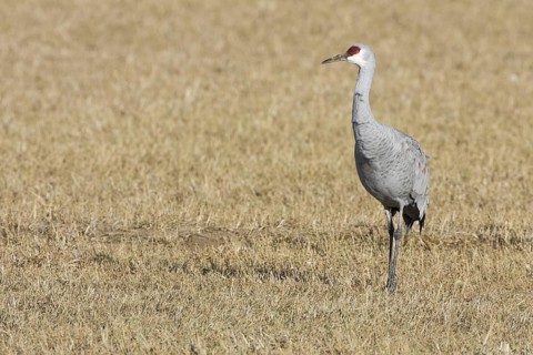 Sandhill Crane (Antigone canadensis), New Mexico, USA