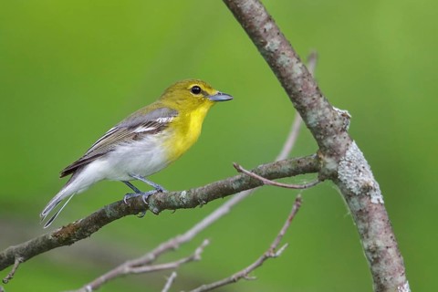 Yellow-throated Vireo (Vireo flavifrons) perched on a branch in southern Ontario, Canada