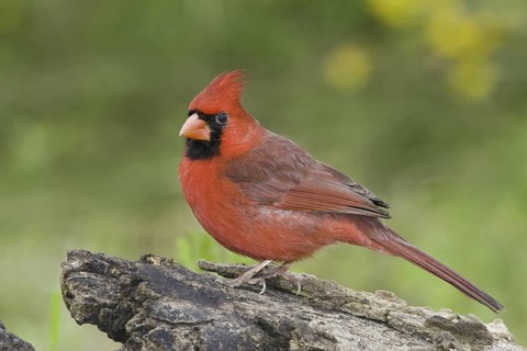 Northern Cardinal (Cardinalis cardinalis), Texas, USA