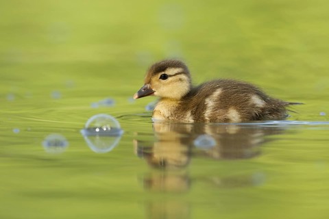 Mandarin Duck (Aix galericulata) juvenile, St. Gallen, Switzerland