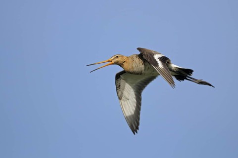 Uferschnepfe (Limosa limosa), Black-tailed Godwit, rufender Altvogel im Flug, Mai, Nijkerk,