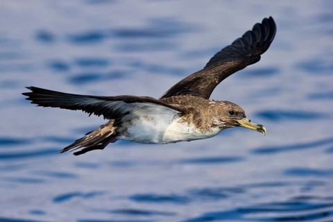 Cory's Shearwater (Calonectris borealis) flying, Eilat, Israel