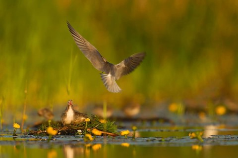 Black Tern (Chlidonias niger) feeding of juvenile, Netherlands