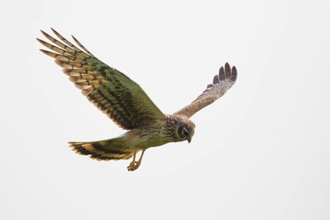 Hen Harrier (Circus cyaneus) female flying, Hungary