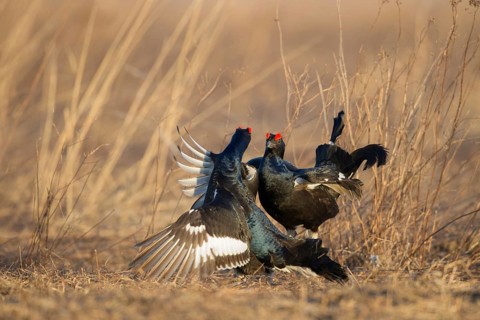 Black Grouse (Lyrurus tetrix) male, Nizhegorodskaya, Russia