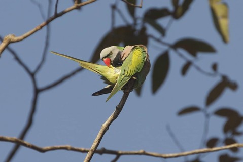 Red-breasted Parakeet (Psittacula alexandri), Khao Yai, Thailand
