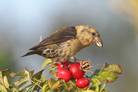 Red Crossbill (Loxia curvirostra) male, Schleswig-Holstein, Germany