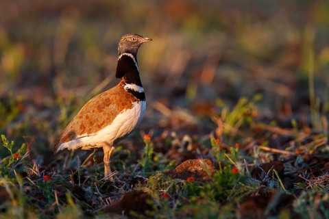 Little Bustard (Tetrax tetrax) male, Castile-La Mancha, Spain