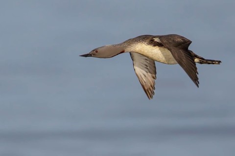 Red-throated Loon (Gavia stellata) feeding in the ocean near Nome, Alaska