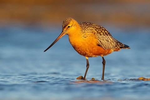 Bar-tailed Godwit (Limosa lapponica) feeding along a river in Nome, Alaska