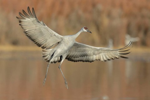 Sandhill Crane (Antigone canadensis) flying, New Mexico, USA