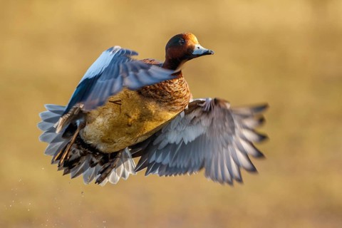 Eurasian Wigeon (Mareca penelope) male flying, Netherlands