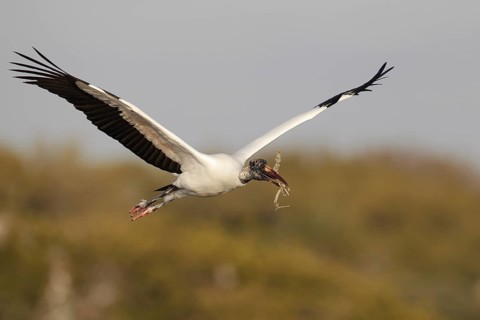 Wood Stork (Mycteria americana) flying, Florida, USA