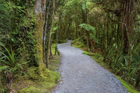 A long, winding path through a mossy forest full of dense vegetation, summer, Lake Matheson, Fox