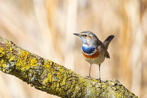 Bluethroat (Luscinia svecica cyanecula) ml Germany