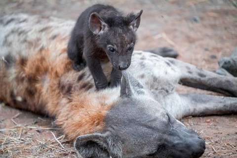 Spotted hyena (Crocuta crocuta), young animal nibbling on the mother's ear, Kruger National Park,