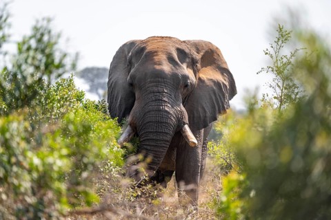 African elephant (Loxodonta africana), male, animal portrait between green bushes, Kruger National