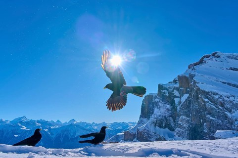Alpine choughs (Pyrrhocorax graculus), one flying bird in the foreground, two in the background,
