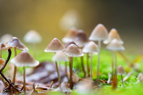 Milky mycena (Mycena galopus) mushroom in a forest in autumn, Bavaria, Germany