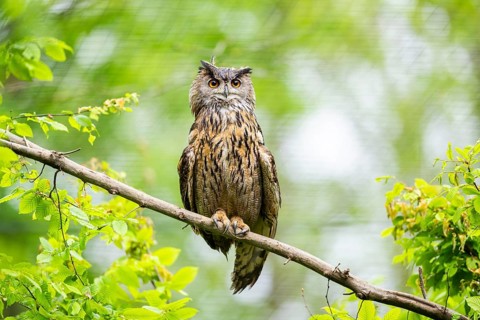 Eurasian eagle-owl (Bubo bubo) sitting on a branch, captive, Bavaria, Germany