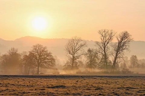Meadows and trees in the early morning mist in the light of the rising sun, Reusstal, Aristau,