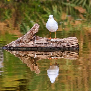 Black-headed Black-headed Gull (Chroicocephalus ridibundus) on dead wood in a pond, Pont de Gau