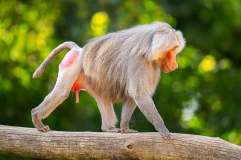 Hamadryas baboon (Papio hamadryas) male walking, captive, Zoo Augsburg, Germany