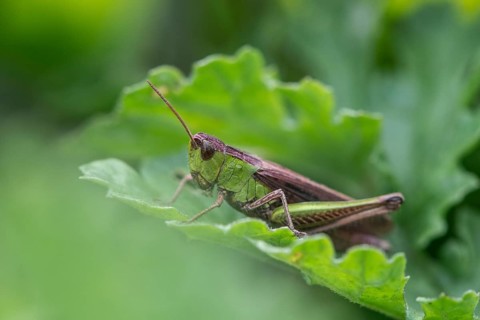 Common Green Grasshopper (Omocestus viridulus), Emsland, Lower Saxony, Germany