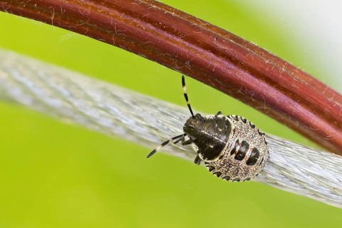 A Raphigaster nebulosa (Rhaphigaster nebulosa), nymph, on a wire in a green environment, Hesse,