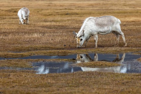 Svalbard skink (Rangifer tarandus platyrhynchus) reflected in the water, Mammals (Mammalia),