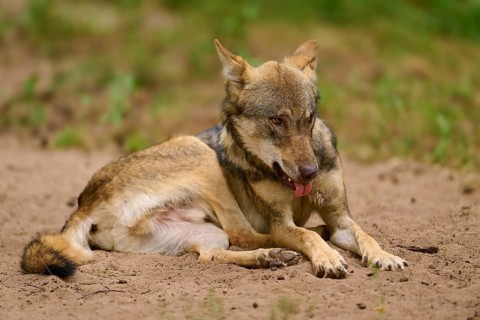 Wolf (Canis lupus), lying wolf sticks out his tongue and looks thoughtful on sandy ground, Germany