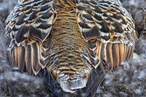Eider duck (Somateria mollissima), hen brooding on the nest, duck birds (Anatidae), Aventdalen,